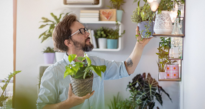 ¿Sabías que tener plantas mejoras la calidad de aire?